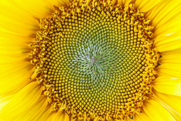 istock Closeup of Sunflower. Selective focus 1206572204