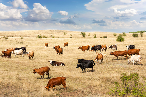 Clean livestock. Cows of different breeds are grazing on the field with yellow dry grass under a blue sky with clouds
