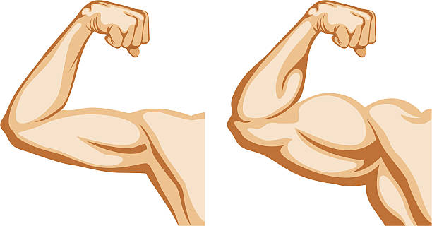 illustrazioni stock, clip art, cartoni animati e icone di tendenza di mano prima e dopo l'allenamento - human muscle human arm muscular build body building