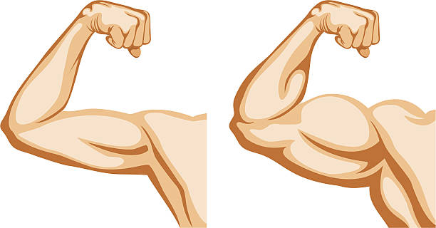 ręce przed i po treningu - human muscle human arm muscular build bicep stock illustrations
