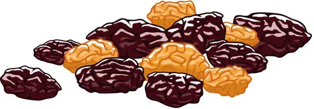 Vector illustration of Dry berries of grapes isolated dried raisins