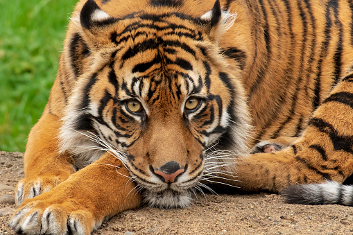 Close up of a Sumatra tiger laying with his head on his front paws, looking directly with a very calm and peaceful look on his face