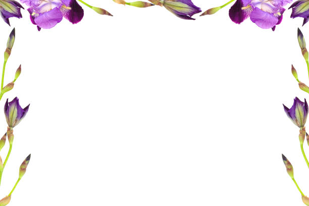 Flowers composition. Frame made of  blue purple Iris germanica flowers isolated on a white background.