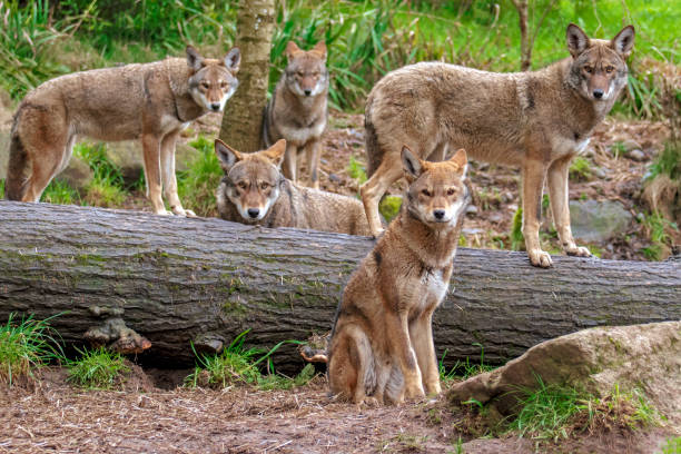 Family pack of five red wolves standing or sitting around a fallen tree, all looking toward the lens making a family portrait .The wolves in front are in focus and the wolves further behind softer in focus