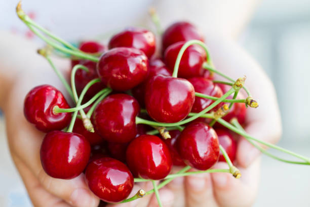 istock Red cherries in the child's hands. Selective focus 1206575264