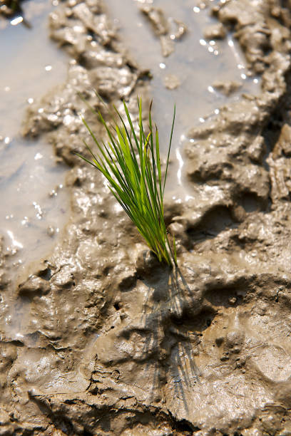 istock Rice plant in a rice paddy, Taiwan. 1206575292
