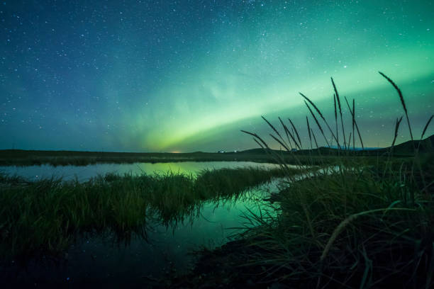 aurora borealis (norrsken) ovanför en sjö med vass och gräs - fjäll sjö sweden bildbanksfoton och bilder