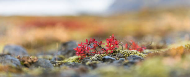 Red leaves plant in Scandinavia, Iceland