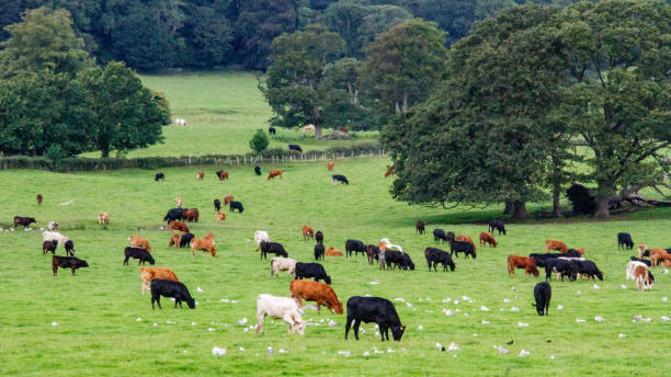 istock cows grazing in a pasture in Wales 1206577216