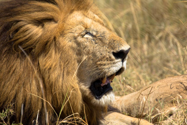 istock male lion portrait close up 1206578146