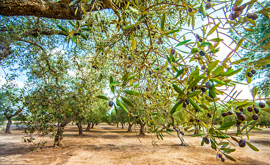 Olive plantation at Torre Sant Andrea Puglia Italy