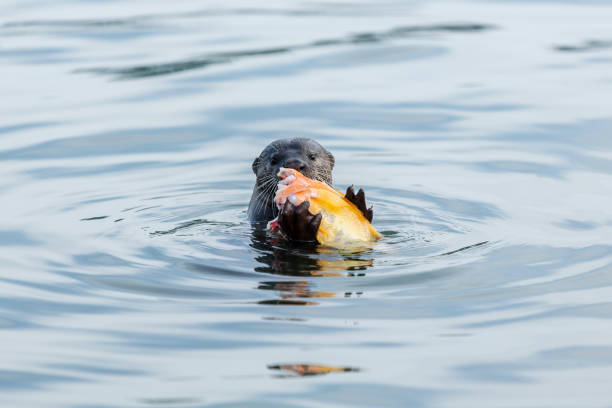 istock otter successfully fished in the Singapore river 1206579039