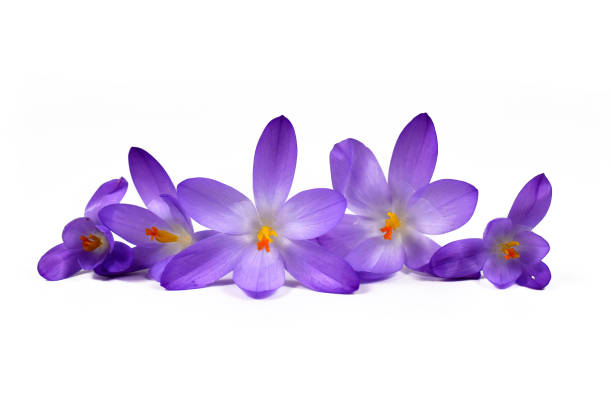 istock Row of purple crocus spring flowers in full bloom isolated on white background 1206579042