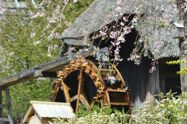 A hut with a thatched roof in a village in Japan. Beside it is a water wheel. Flowering cherry blossom is in the foreground.