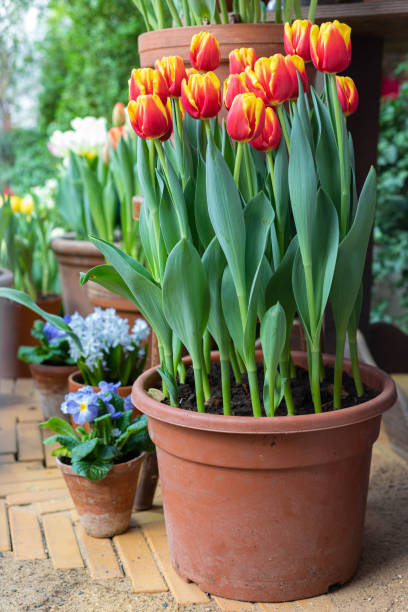 istock Multicolored spring tulips potted on the garden lawn 1206579964