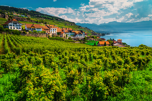Spectacular vineyards in Lavaux region near Chexbres village, Vaud, Switzerland