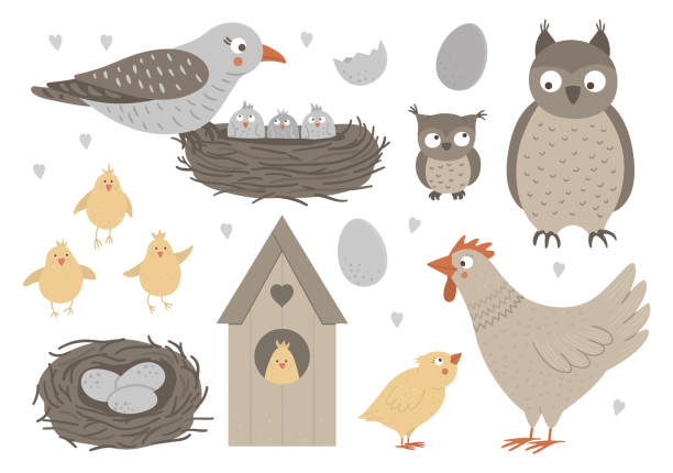 vektor-set von hand gezeichnet flache babyvögel mit eltern, nester, eier. lustige wald tierszene zeigt familie liebe. süße wald animalische illustration für muttertag design - chicken baby chicken animal egg animal stock-grafiken, -clipart, -cartoons und -symbole