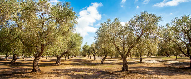 piantagione di olive a torre sant andrea puglia italia - oliveto foto e immagini stock