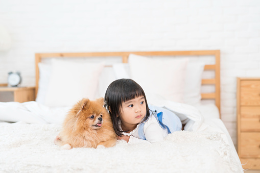 Pet Lover Concept. Girl and small dogs Pomeranian Spitz Looking forward. Asian girl and puppy looking forward in bed room.