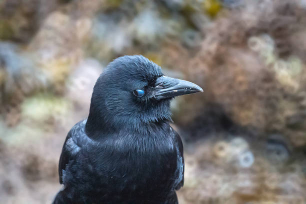 istock A crow close-up, Vancouver, BC, Canada 1206585047