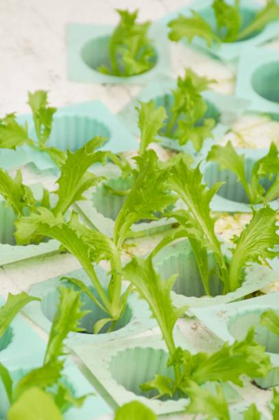istock fresh green oak plant in vegetable garden 1206588069