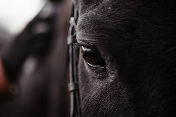 cheval noir, cheval d’yeux près vers le haut, cheval sauvage noir dans le fond normal, portrait du cheval, projectile macro d’un oeil de cheval - cheval photos et images de collection