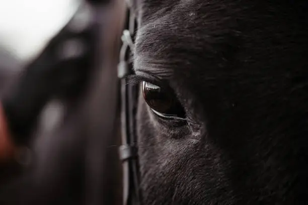 Photo of Black horse, eyes horse close up, black wild horse in natural background, portrait of horse, macro shot of a horse eye