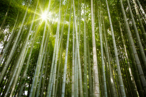 istock bamboo forest light with the sun  and show the nice green style 1206588383