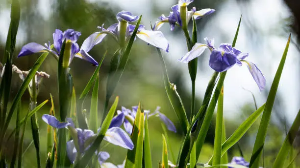 The Macro photo of nature flower iris