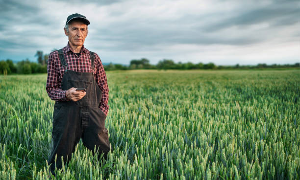 istock Senior farmer looking at smart phone in field 1206591663
