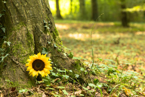 Urn grave with sunflower, forest cemetery Sunflower on tree trunk in a forest cemetery, Germany place concerning death stock pictures, royalty-free photos & images