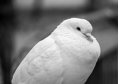 A White Pigeon in Black and White