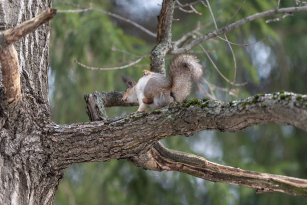 istock Red eurasian squirrel on the tree in the park, close-up. 1206597007