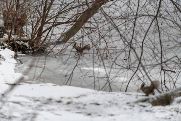 A path with trampled snow on the shore of a frozen lake in the middle of a forest.
