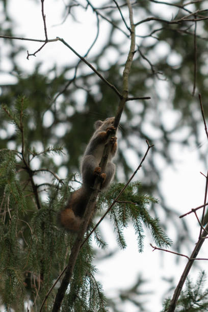 istock Red eurasian squirrel on the tree in the park, close-up. 1206597168