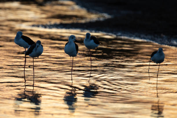 istock Group of Black-winged Stilts standing on one leg in the setting sun 1206597319
