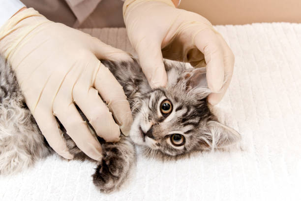 istock Veterinarian examining a kitten's ears.  three color striped kitten. 1206597324