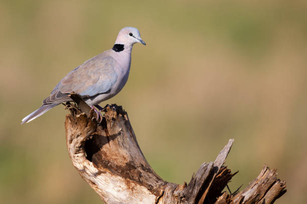 istock Cape Turtle Dove sitting on a dead tree stump in the bright sunlight 1206597347