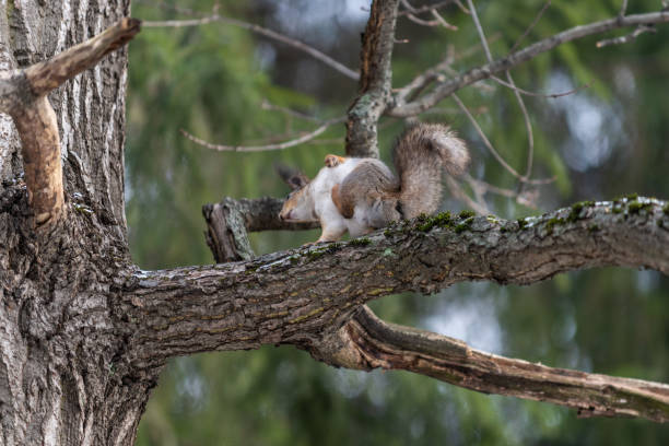 istock Red eurasian squirrel on the tree in the park, close-up. 1206597936