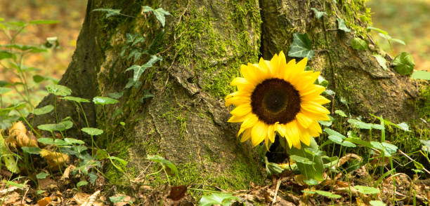 istock Urn grave with sunflower, forest cemetery 1206598214