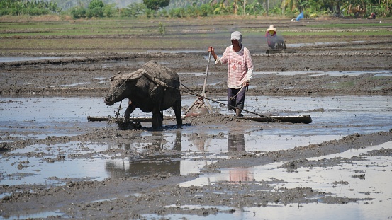 Banay Banay, Davao Oriental, Philippines - March 2016: Medium wide shot of a farmer and his carabao toiling in the muddy fields to get it ready for planting.