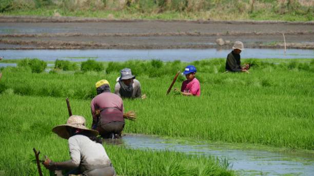 Query Filipino Planting Rice 770+ Filipino Farmer Stock Photos, Pictures & Royalty-Free Images - iStock