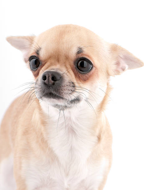 istock surprised Chihuahua portrait 120659954
