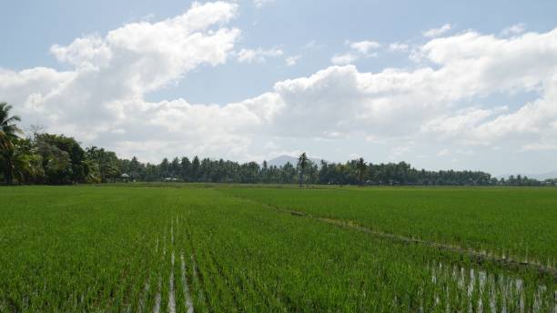 istock Vast green fields newly planted with rice seedlings in the Philippines. 1206600365