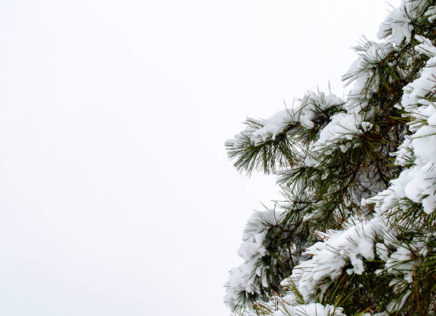 istock Winter forest, tree branches to go under the weight of snow. 1206601022