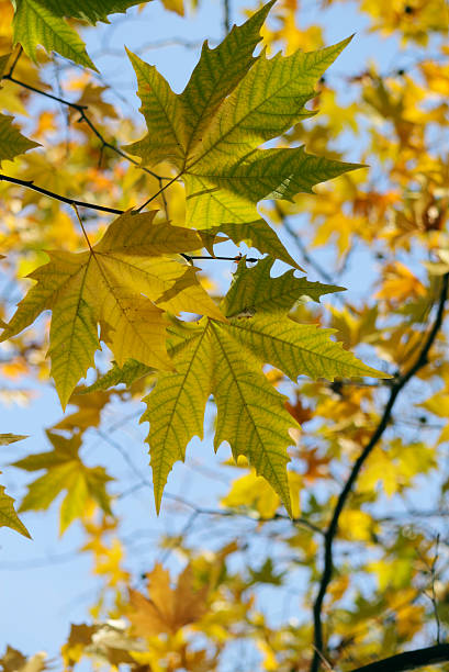 istock Autumn, colorful leaves 120660132