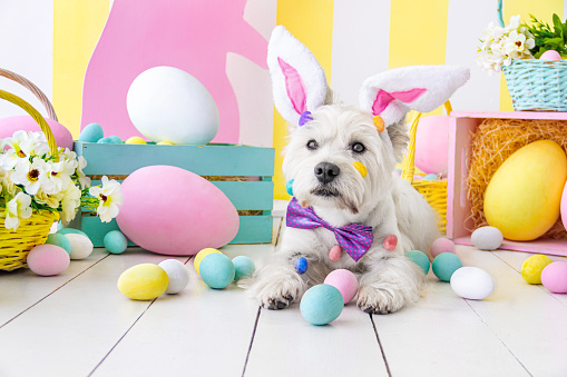 West highland white terrier dressed in pink bow tie and hare ears is lying on floor around festive decor, baskets, flowers. Dog is decorated with colorful small eggs. Happy easter concept.
