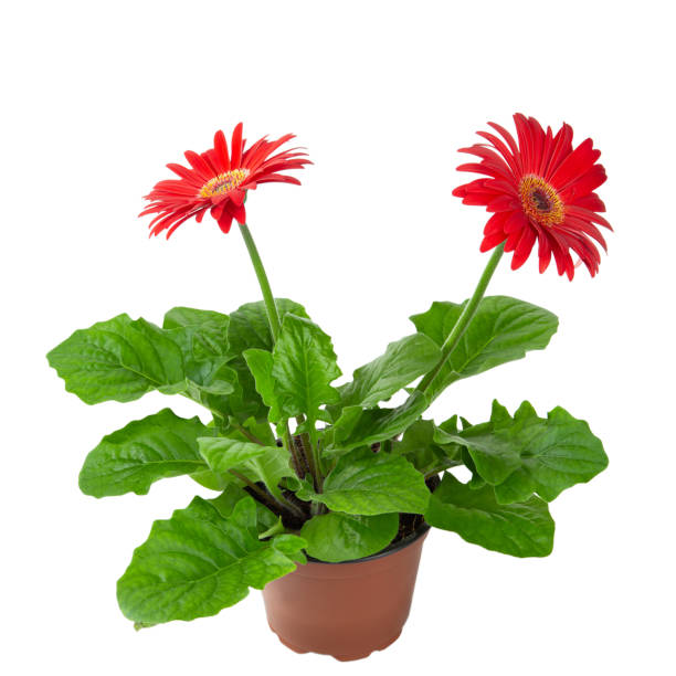 istock Red gerbera flower in a flowerpot isolated on a white background. place for text. 1206601848