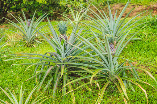 Tequila Agave plants on the side of road in the Mexican Countryside