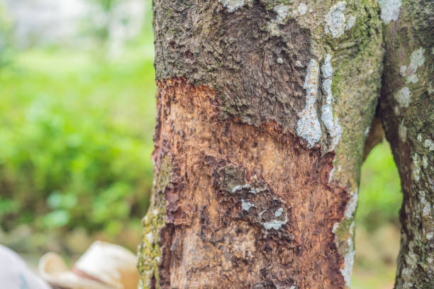 corteza de árbol de canela tomada en plantación, malasia - 5415 fotografías e imágenes de stock